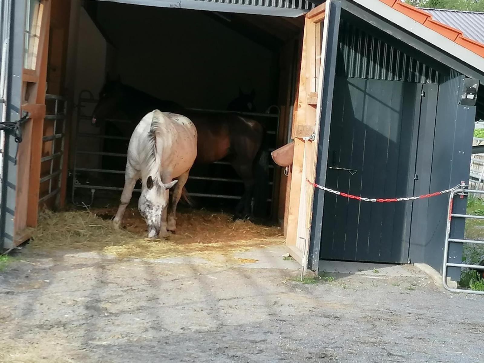 Wild Life Ranch Schöfweg Exterior foto